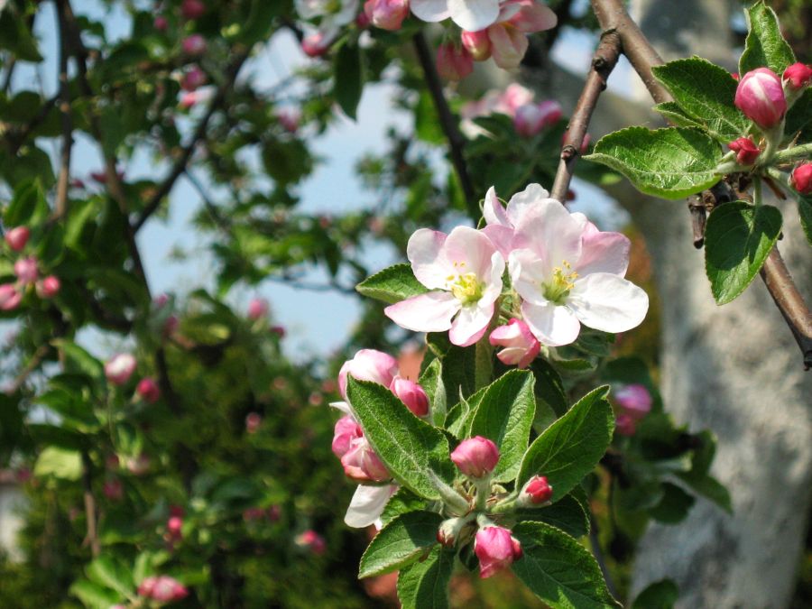 Malus sieversii: Jabłoń Sieversa ( Malus sieversii (Ledeb.) Roem.) z mojego ogrodu