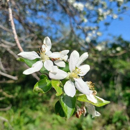 Malus sieversii (Malus sieversii)