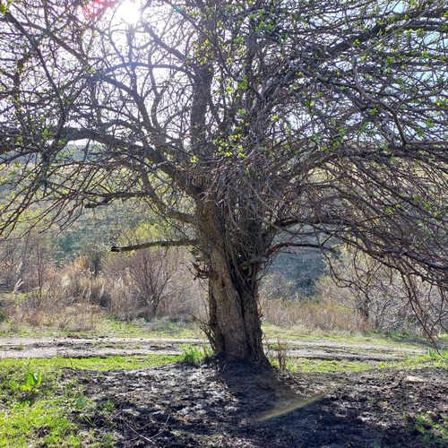 Malus sieversii (Malus sieversii)