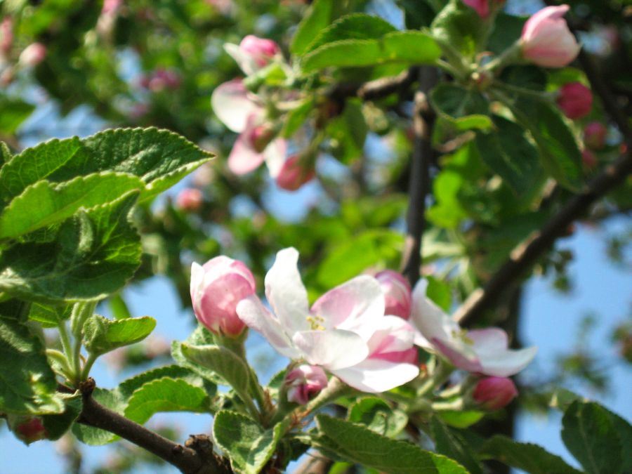 Malus sieversii: Jabłoń Sieversa ( Malus sieversii (Ledeb.) Roem.) z mojego ogrodu