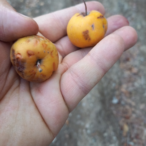 Malus sieversii (Malus sieversii)