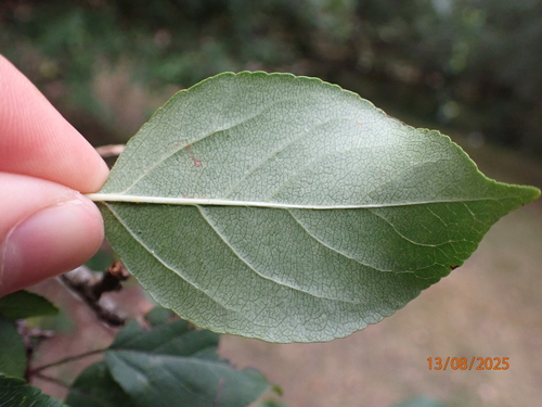 European crab apple (Malus sylvestris)