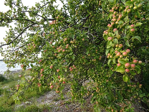 European crab apple: Malus sylvestris - crabapple tree on the west coast of Estonia