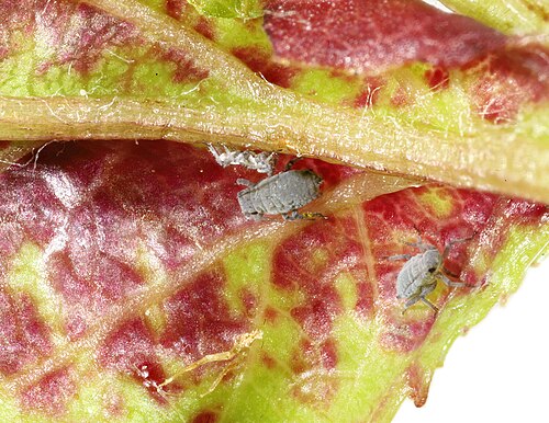 European crab apple: Species of plant disease