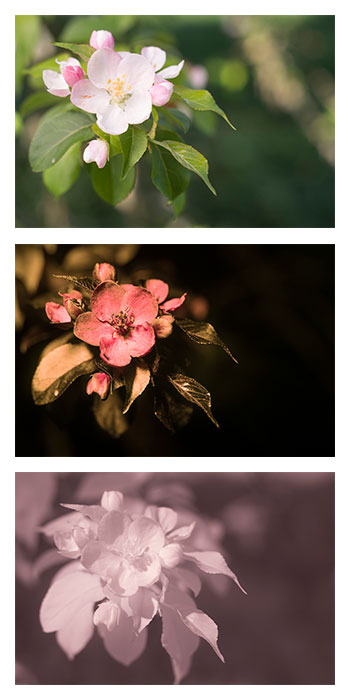 European crab apple: Malus sylvestris (European Crabapple) flower photographed in visible light (top), ultraviolet (middle), and infrared (bottom). In visible light the flower is wh
