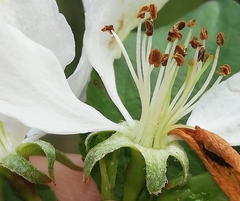 European crab apple (Malus sylvestris)
