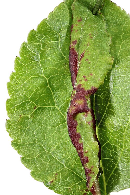 European crab apple: Species of plant disease