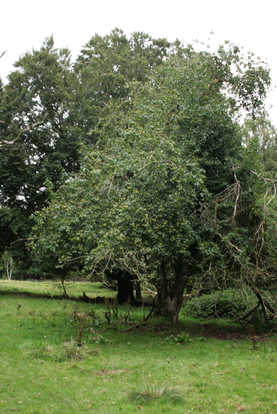 European crab apple: Langå Egeskov , at Langå, Jutland, Denmark: Malus sylvestris as a subdominant species. This oak forest is the only one in Denmark with an ongoing cattle-pasture