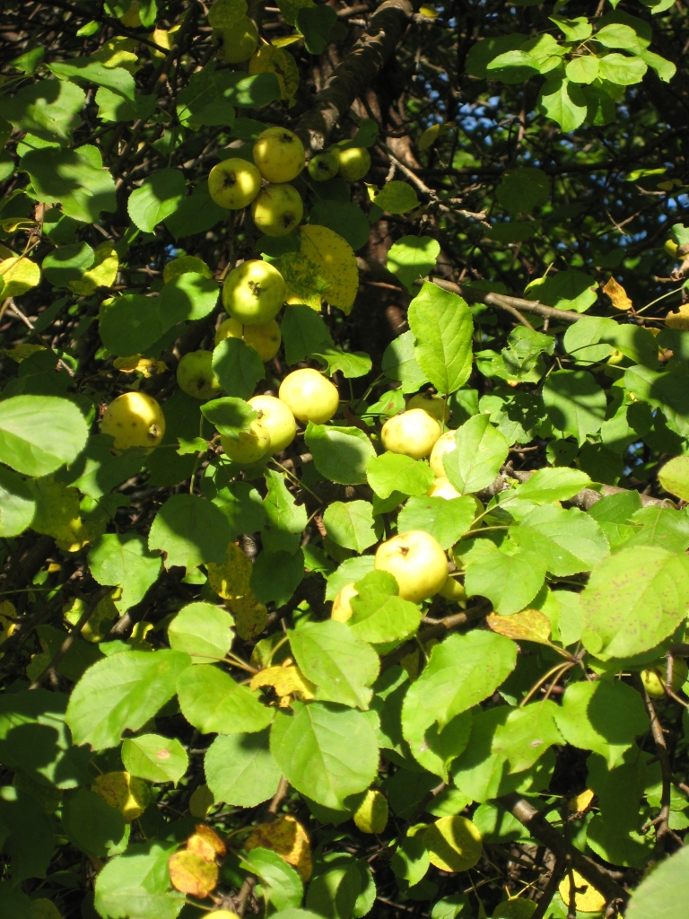 European crab apple: Divlja jabuka ( Malus silvestris ), Brinje, Lika, Croatia