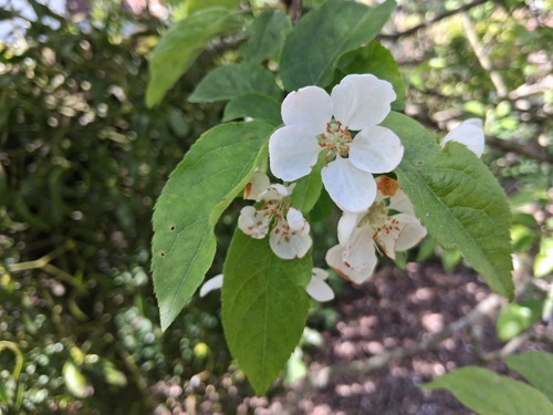 European crab apple (Malus sylvestris)