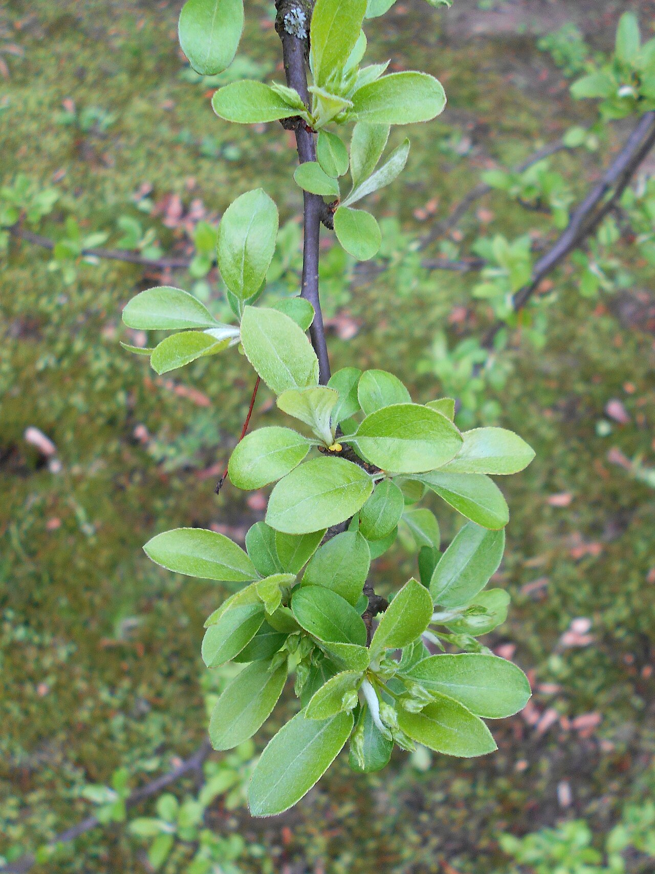 Toringo crab: Jabłoń Siebolda ( Malus sieboldii ), Ogród Botaniczny UMCS w Lublinie.