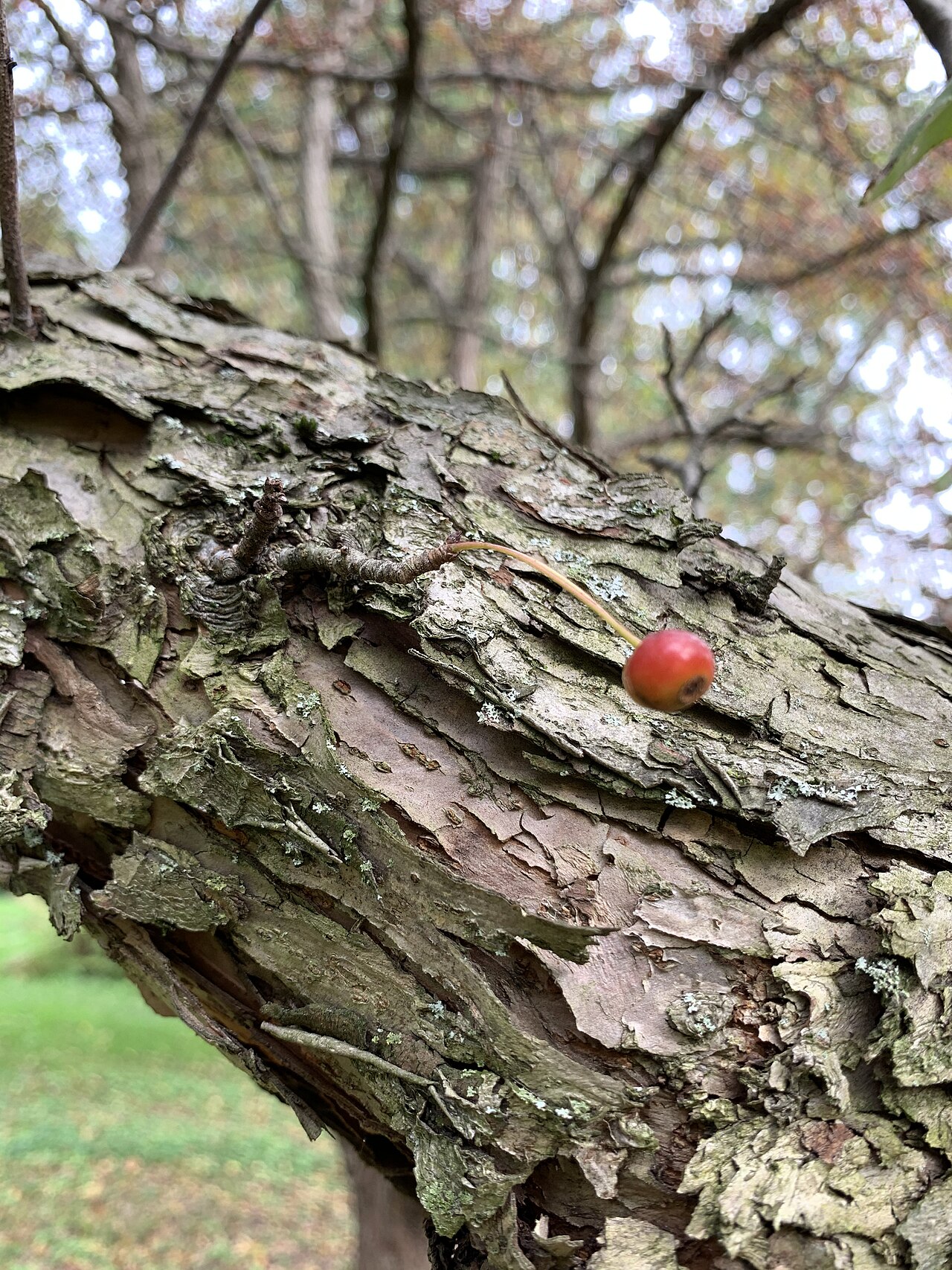 Toringo crab: Malus sieboldii in the Morris Arboretum, Philadelphia, PA, USA
