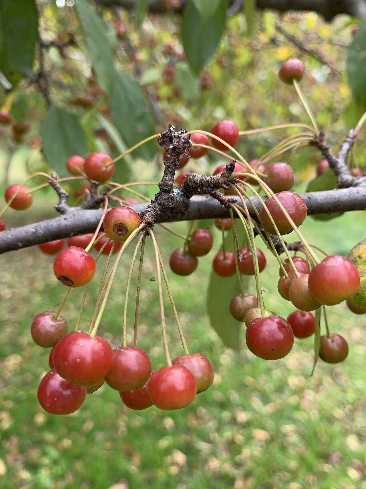 Toringo crab: Malus sieboldii in the Morris Arboretum, Philadelphia, PA, USA