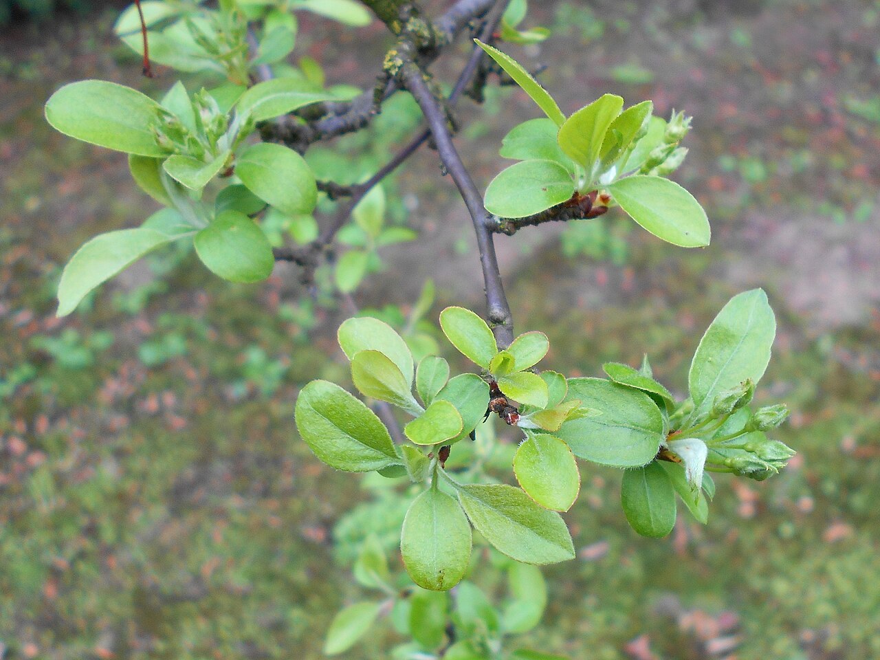 Toringo crab: Jabłoń Siebolda ( Malus sieboldii ), Ogród Botaniczny UMCS w Lublinie.