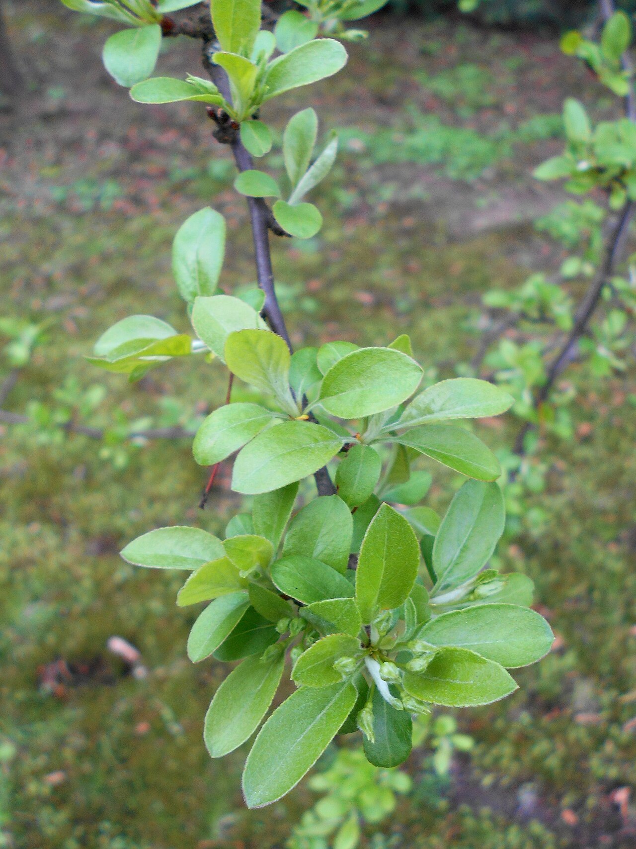 Toringo crab: Jabłoń Siebolda ( Malus sieboldii ), Ogród Botaniczny UMCS w Lublinie.
