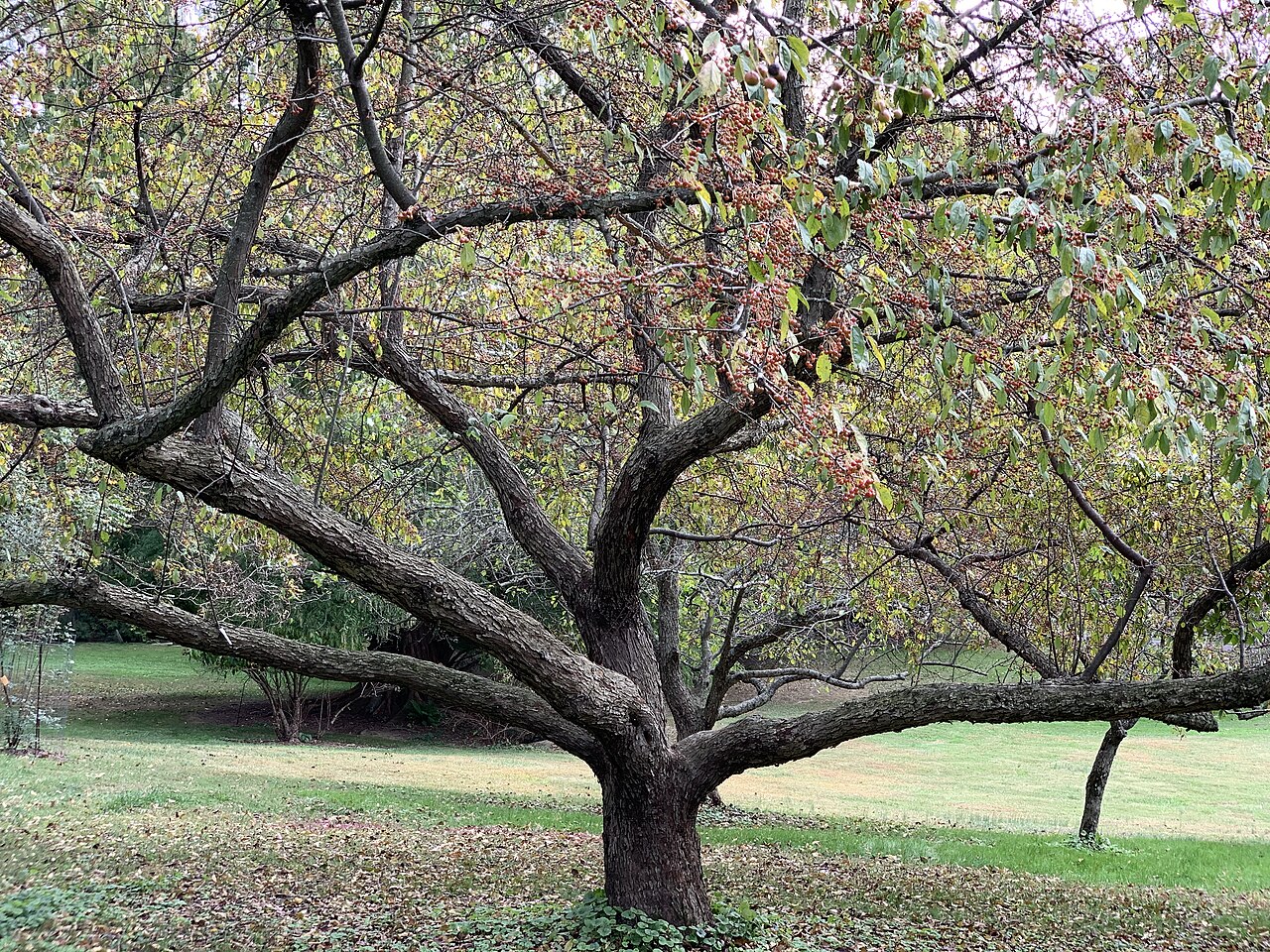 Toringo crab: Malus sieboldii in the Morris Arboretum, Philadelphia, PA, USA