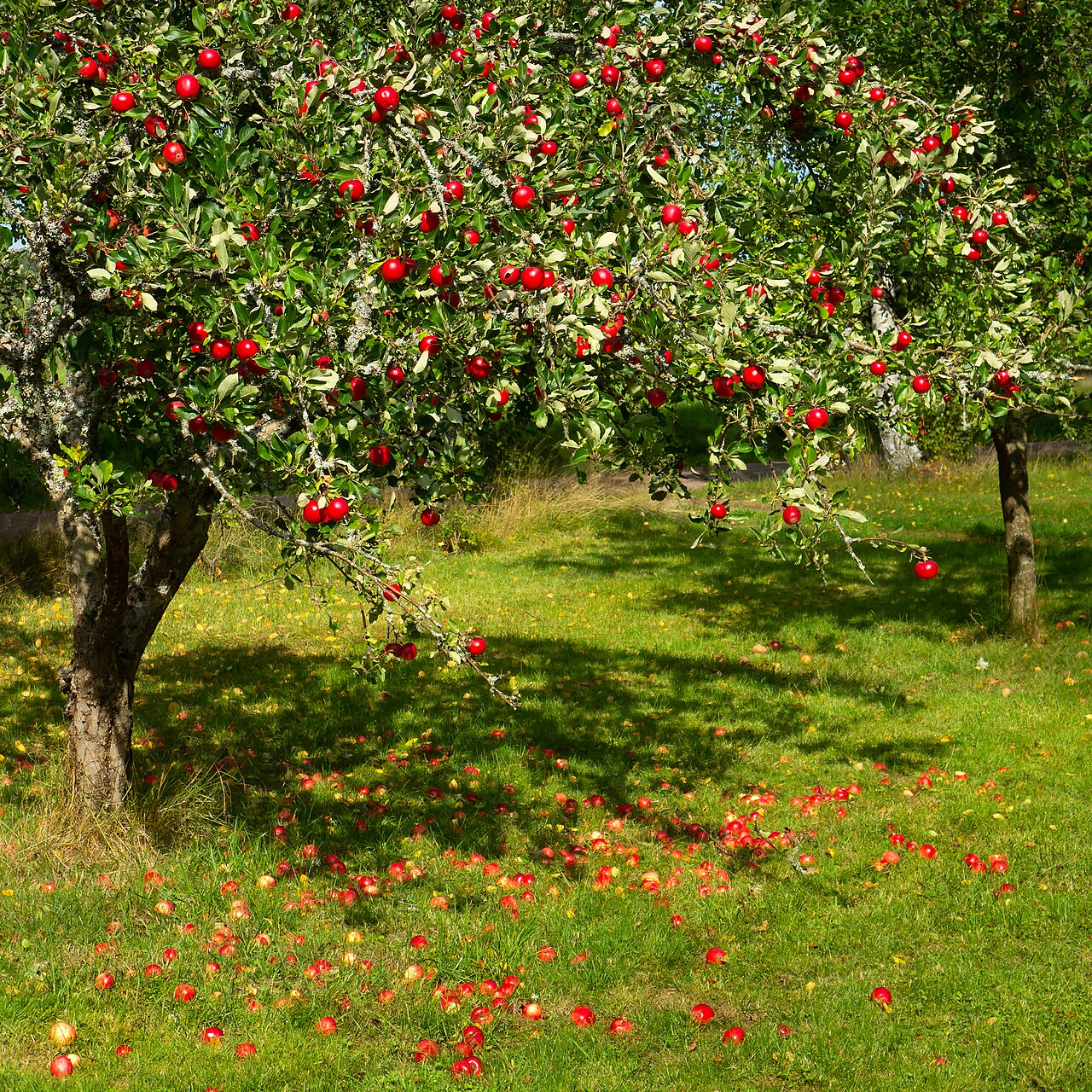 Apple tree: Tree with red apples 'Särsö' in Barkedal, Lysekil Municipality, Sweden. The apples ripened early and were unusually red on the side facing south and the camera,