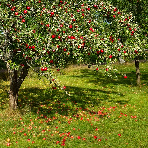Apple tree: Tree with red apples 'Särsö' in Barkedal, Lysekil Municipality, Sweden. The apples ripened early and were unusually red on the side facing south and the camera,
