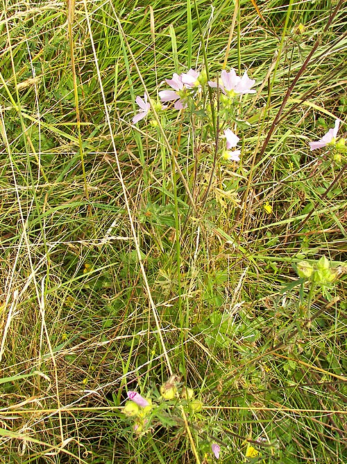 Vervain mallow: Malve (vermutlich Malva alcea ), Glashütter Wiesen im Hunsrück, Feuchtwiesen, Höhe c.a. 300m ü. N.N.