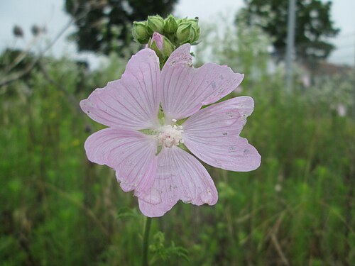 Vervain mallow: Rosen-Malve ( Malva alcea ) auf einem Sandplatz in Hockenheim