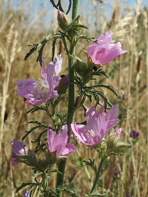 Vervain mallow: Rosen-Malve ( Malva alcea ) im Landschaftsschutzgebiet Hockenheimer Rheinbogen