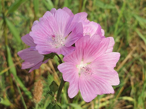 Vervain mallow: Rosen-Malve ( Malva alcea ) in Neulußheim