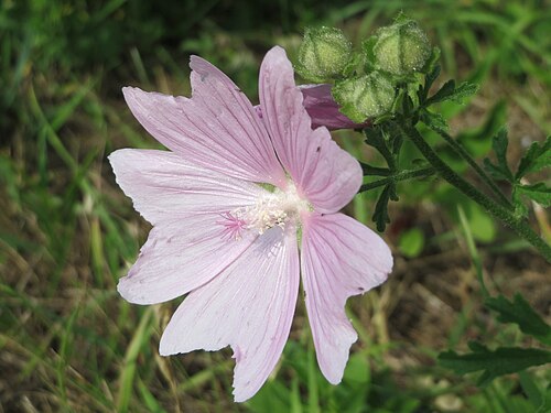 Vervain mallow: Rosen-Malve ( Malva alcea ) bei Reilingen