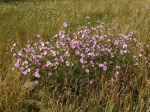 Vervain mallow: Rosen-Malve (Malva alcea) im Gartenschaupark Hockenheim
