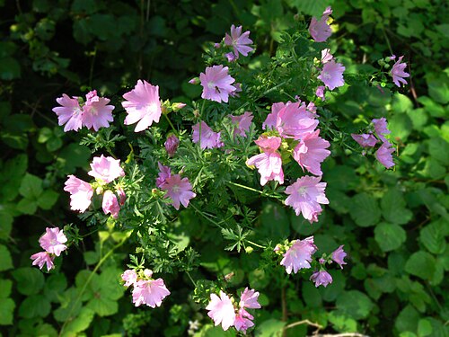 Vervain mallow: Photograph of a hollyhock mallow ( Malva alcea ) growing in Albachten, Germany