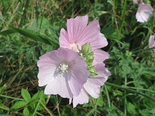 Vervain mallow: Rosen-Malve ( Malva alcea ) bei Reilingen