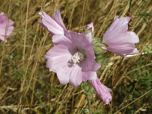 Vervain mallow: Rosen-Malve ( Malva alcea ) im Landschaftsschutzgebiet Hockenheimer Rheinbogen