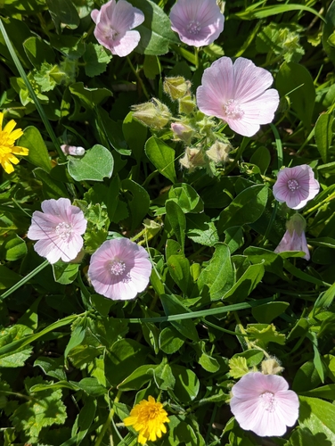 Malva hispanica (Malva hispanica)