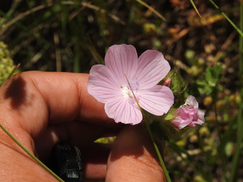 Malva hispanica (Malva hispanica)