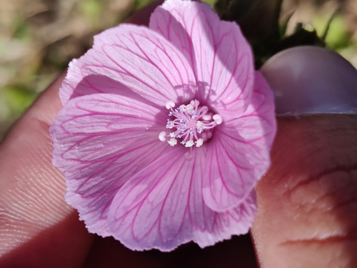Malva hispanica (Malva hispanica)