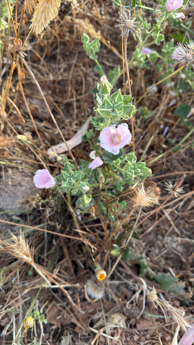 Malva hispanica (Malva hispanica)