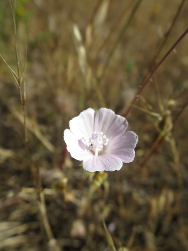 Malva hispanica (Malva hispanica)