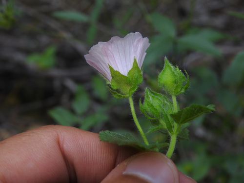 Malva hispanica (Malva hispanica)