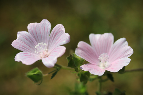 Malva hispanica: Malva hispanica.