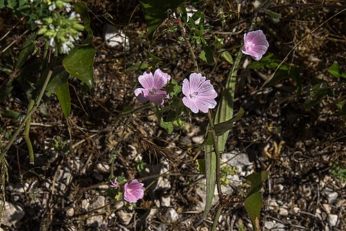 Malva hispanica: Malva hispanica in Parque Natural das Serras de Aire e Candeeiros