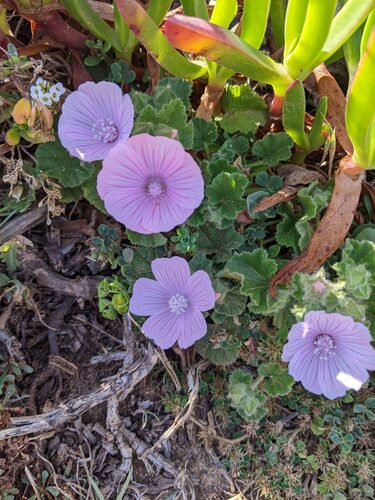 Malva hispanica (Malva hispanica)