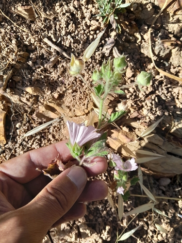 Malva hispanica (Malva hispanica)