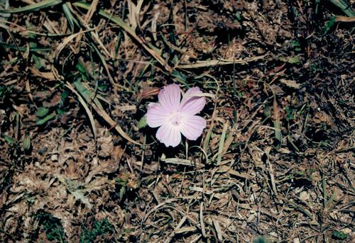 Malva hispanica (Malva hispanica)