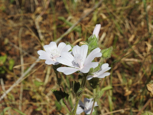 Malva hispanica (Malva hispanica)
