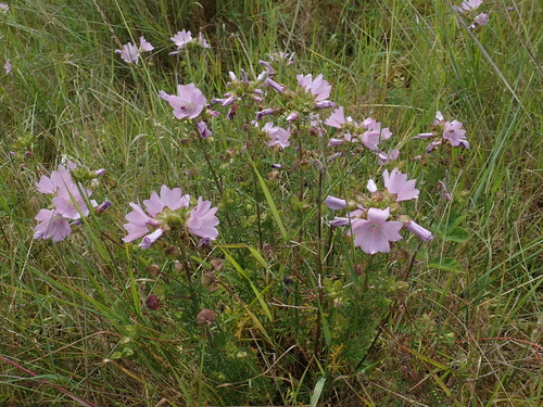 Musk mallow (Malva moschata)