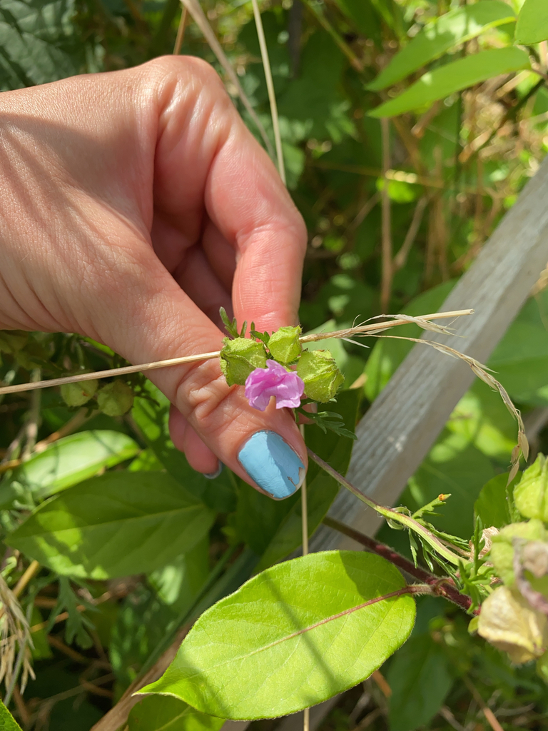 Musk mallow (Malva moschata)