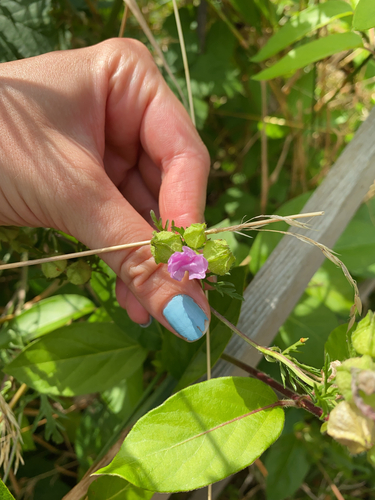 Musk mallow