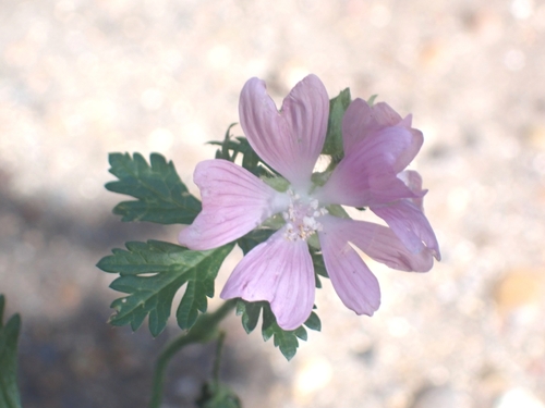Musk mallow (Malva moschata)
