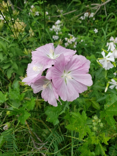 Musk mallow (Malva moschata)