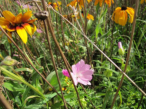 Musk mallow: Schwarzäugige Rudbeckie ( Rudbeckia hirta ) und Moschusmalve ( Malva moschata ) bei Walldorf