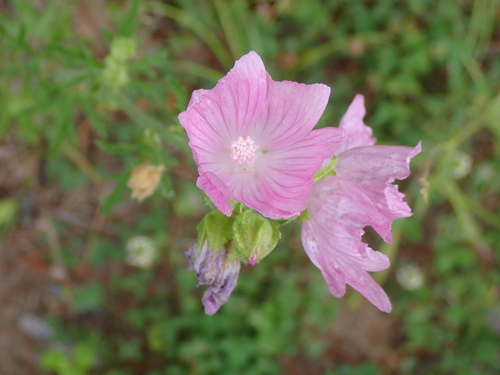 Musk mallow (Malva moschata)